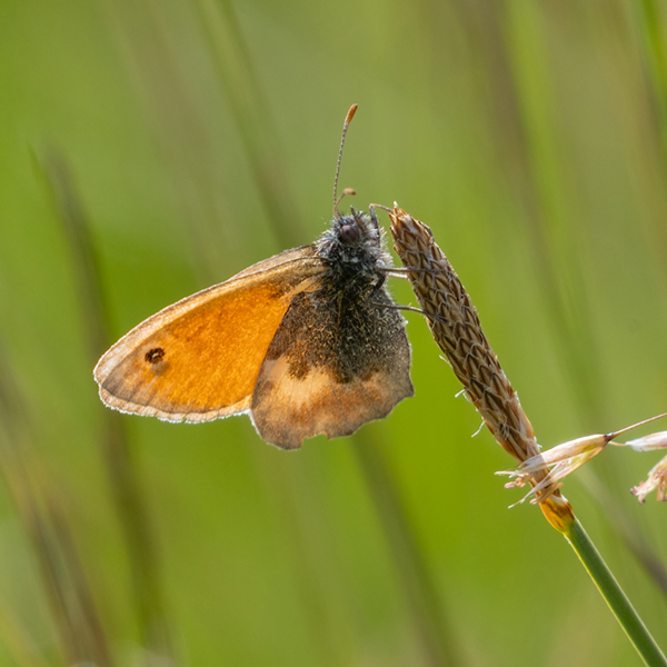 2 high borrowdale knhs small heath butterfly