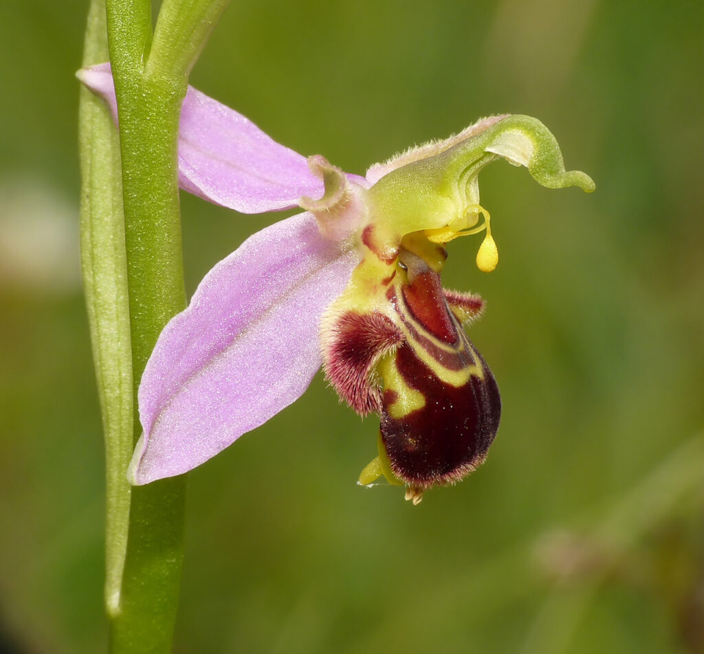 bee orchid