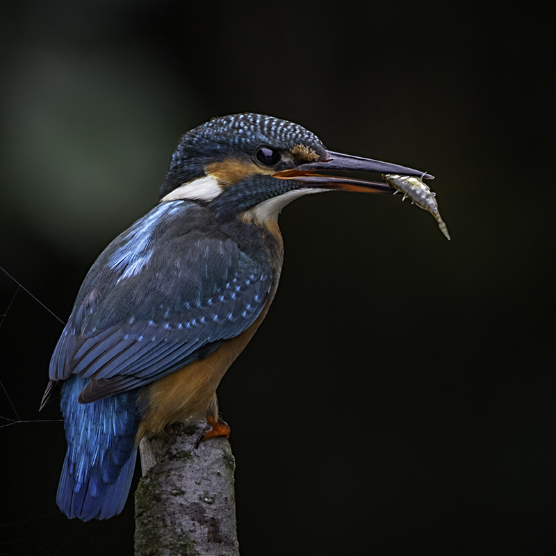 kingfisher with stickleback copy