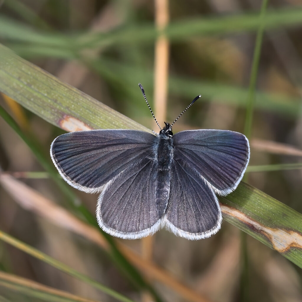 small blue