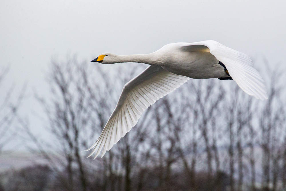whooper in flight