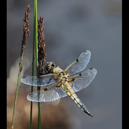 fourspottedchaser