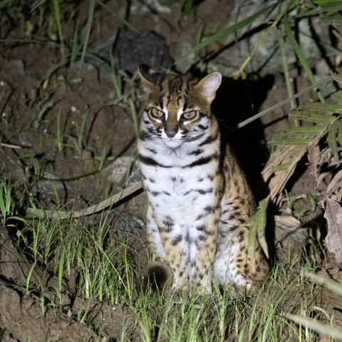 deramakot leopard cat (4 of 4)