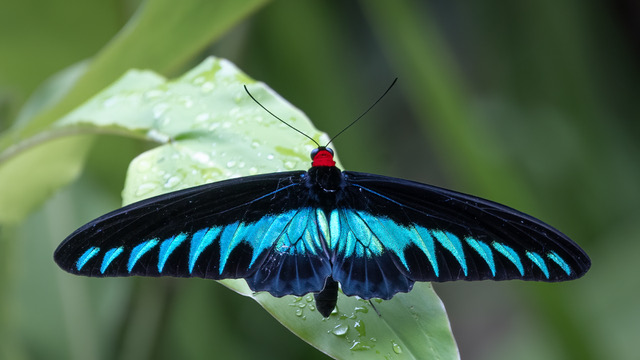rajah brooke's birdwing (3 of 3)
