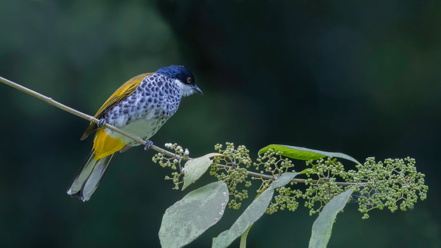 scaly breasted bulbul2