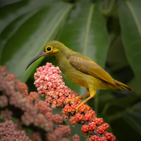 sepilok spectacled spiderhunter (2 of 1)