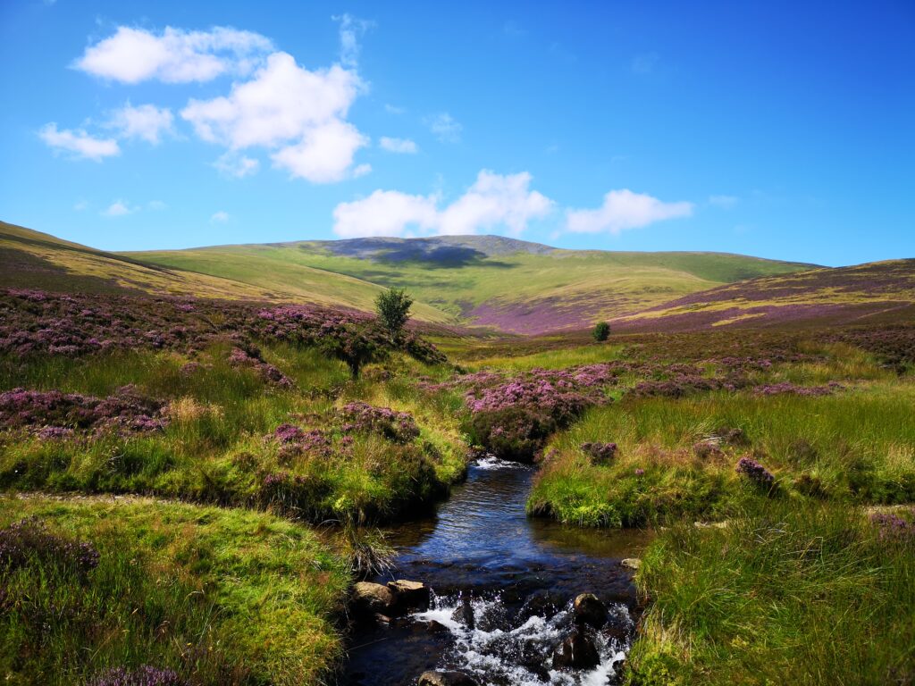 skiddaw forest