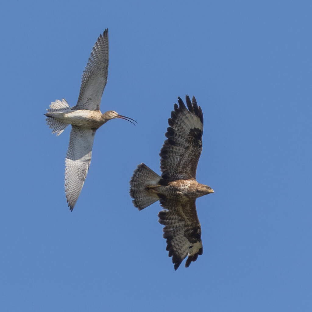 curlew seeing off a buzzard