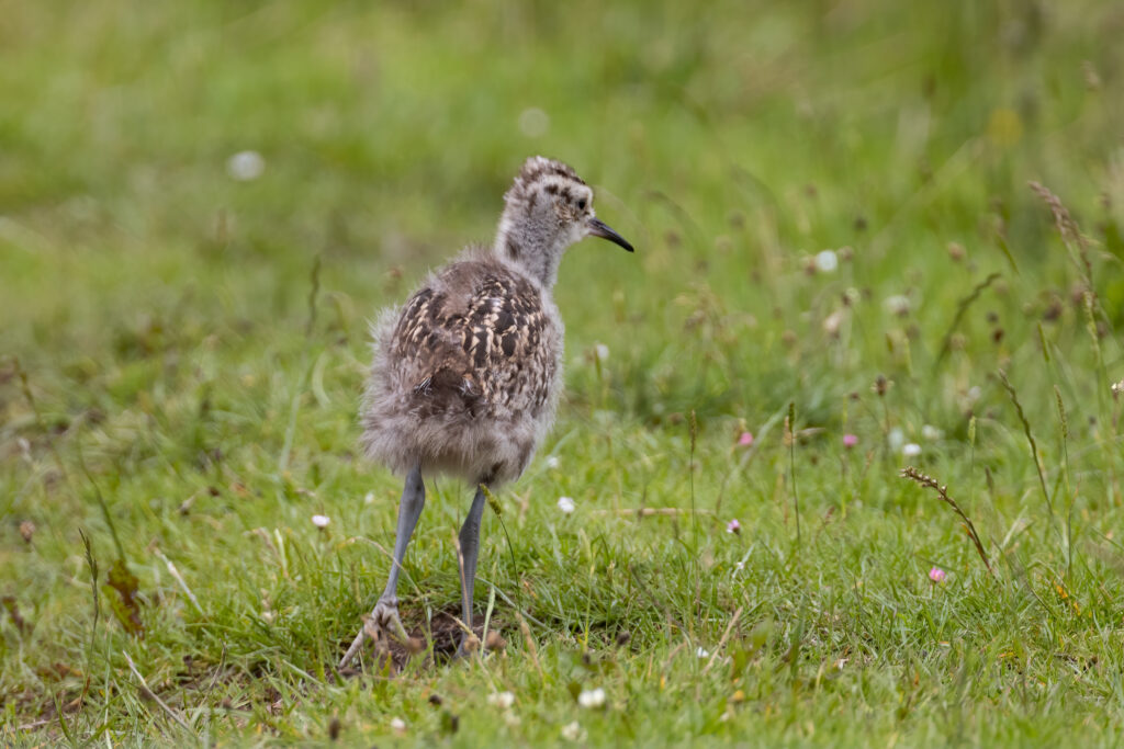 curlews chick