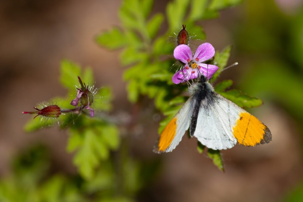 1 hay bridge knhs may 26 orange tip male