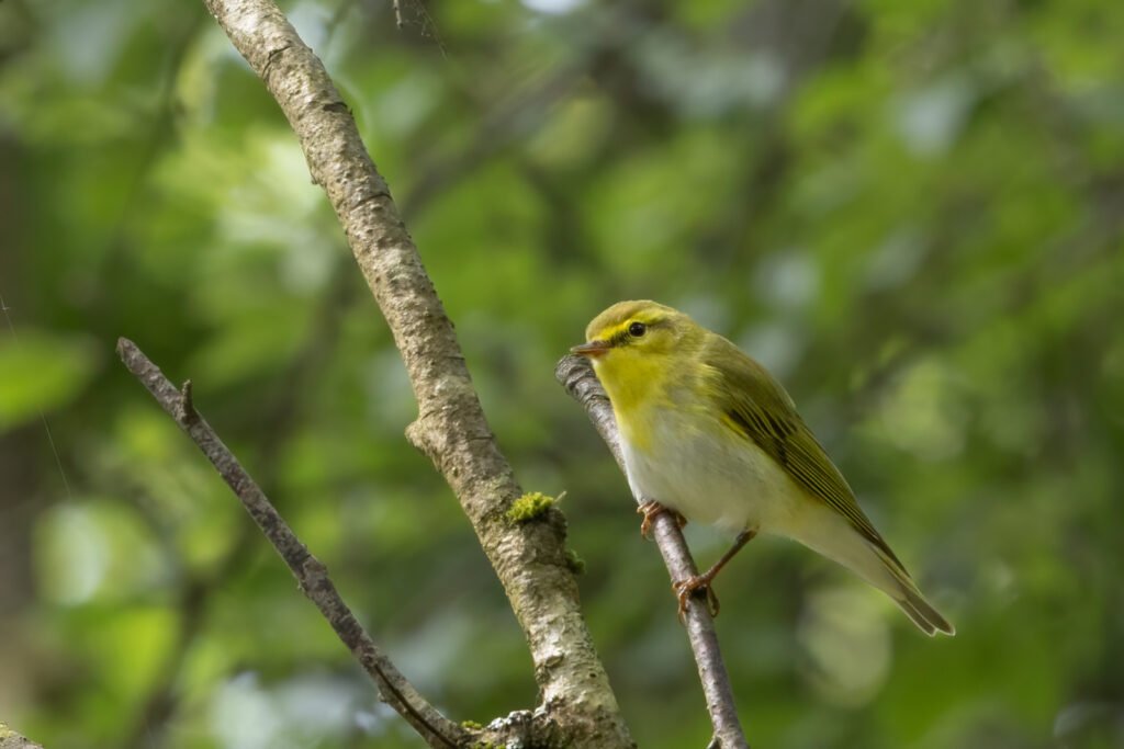11 hay bridge knhs may 26 wood warbler