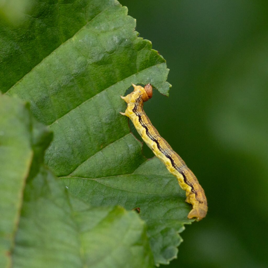 12 hay bridge knhs may 26 mottled umber caterpillar