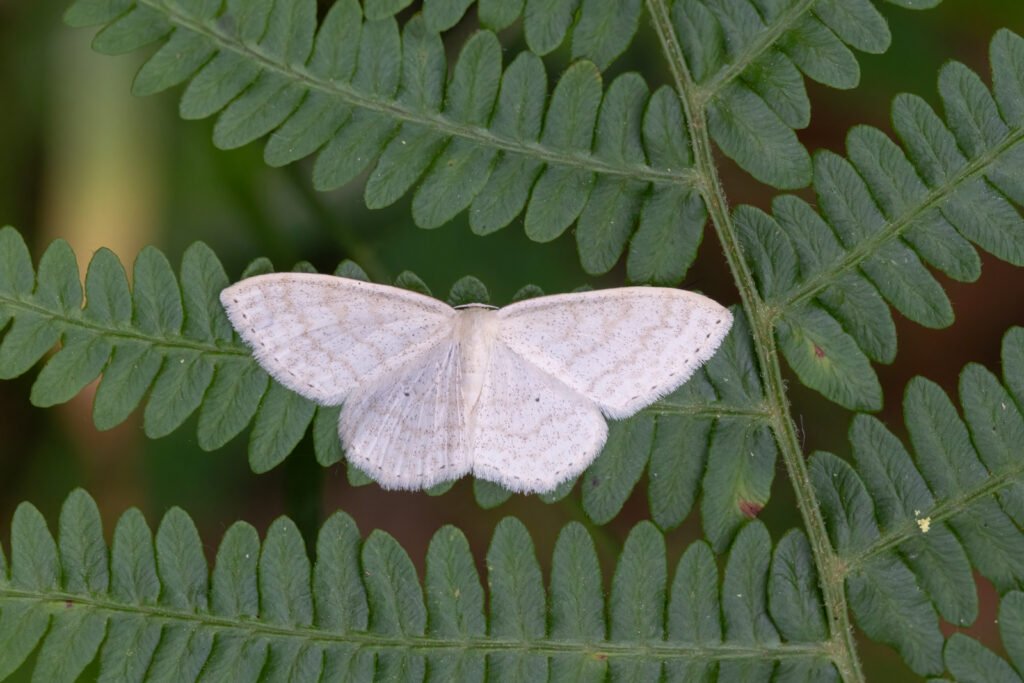 13 hay bridge knhs may 26 cream wave moth