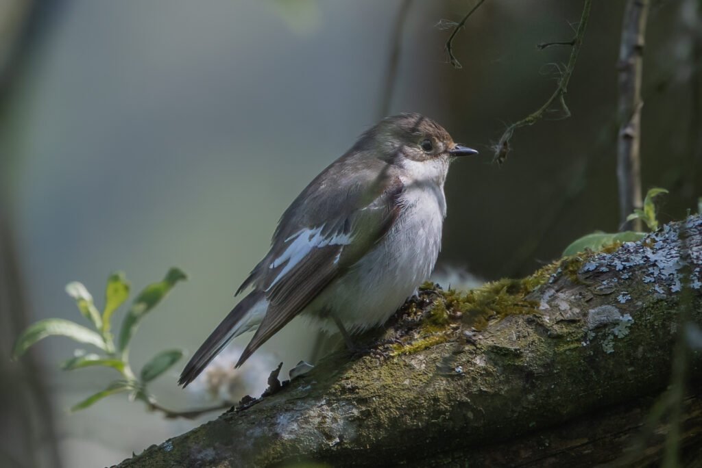 2 hay bridge knhs may 26 pied flycatcher female