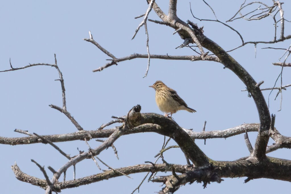 3 hay bridge knhs may 26 tree pipit
