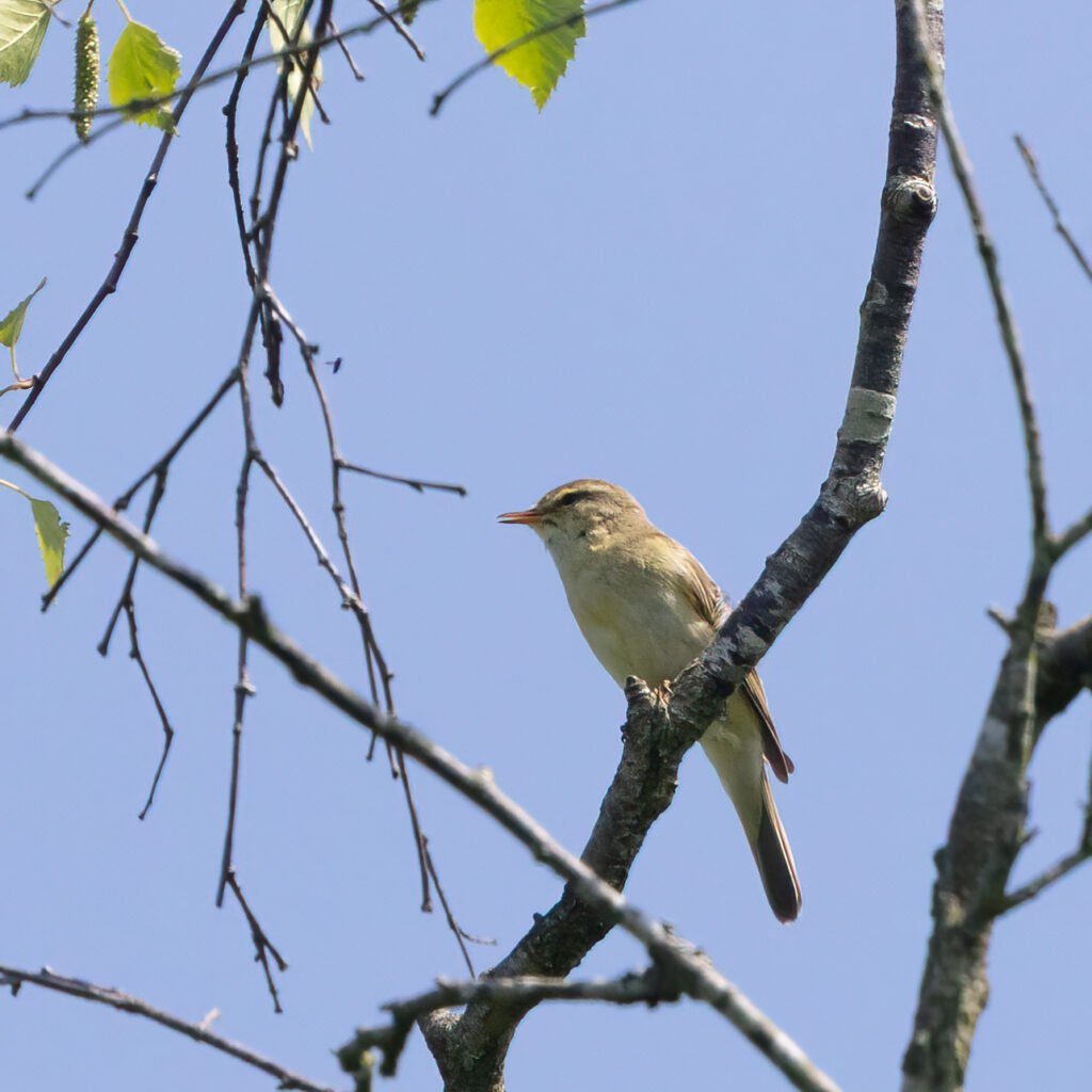 4 hay bridge knhs may 26 willow warbler