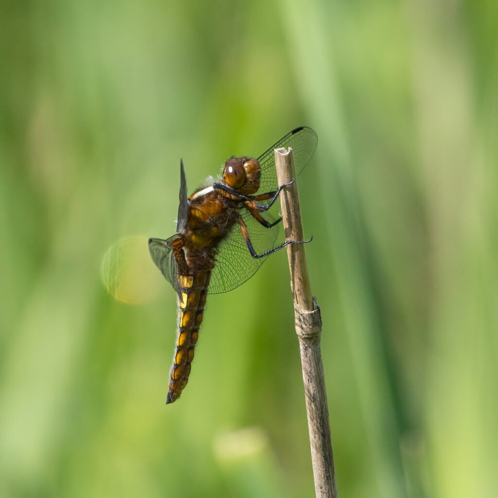 5 hay bridge knhs may 26 broad bodies chaser fem