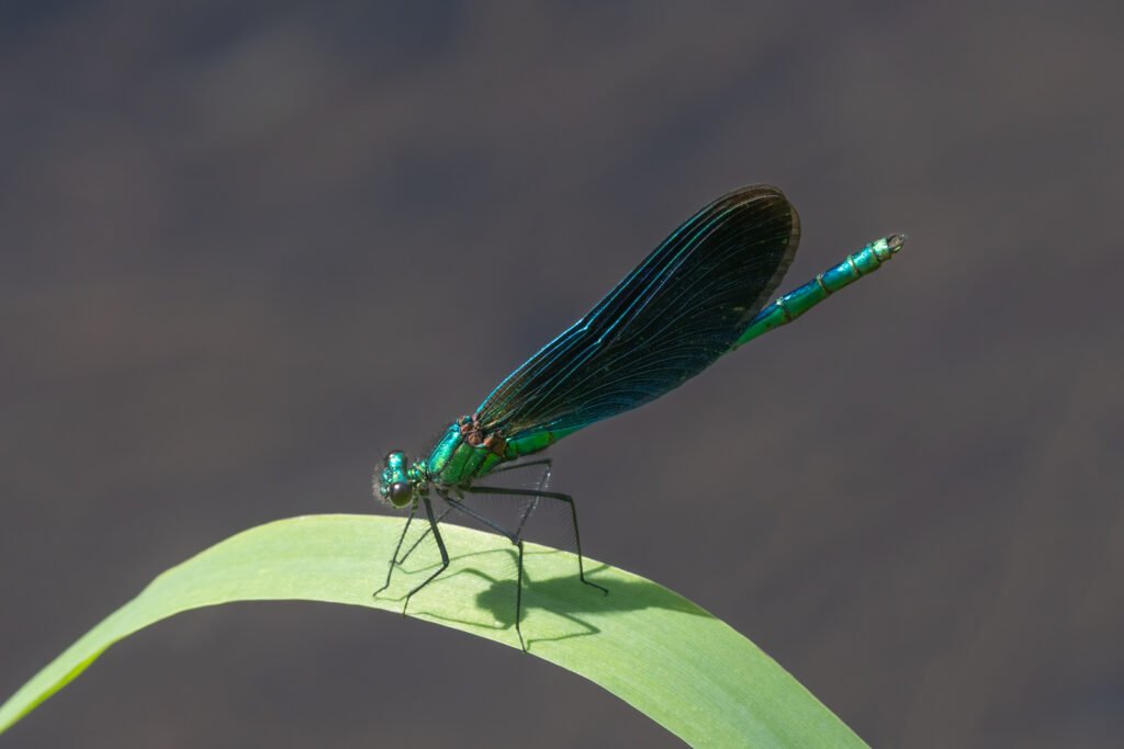 6 hay bridge knhs may 26 beautiful demoiselle male