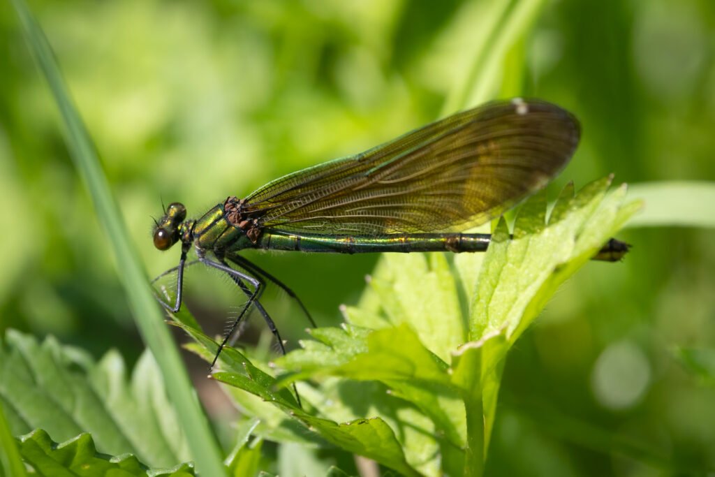 7 hay bridge knhs may 26 beautiful demoiselle fem