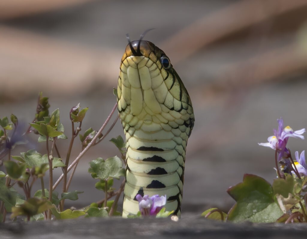 8 hay bridge knhs may 26 grass snake