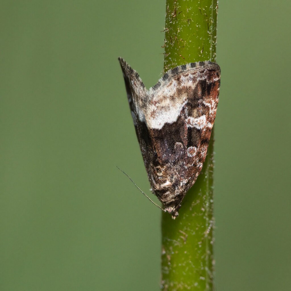 9 hay bridge knhs may 26 marbled white spot moth