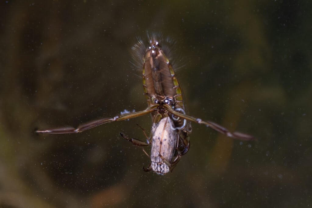 backswimmer ( notonecta glauca) with helophorus aequalis prey (1 of 1)