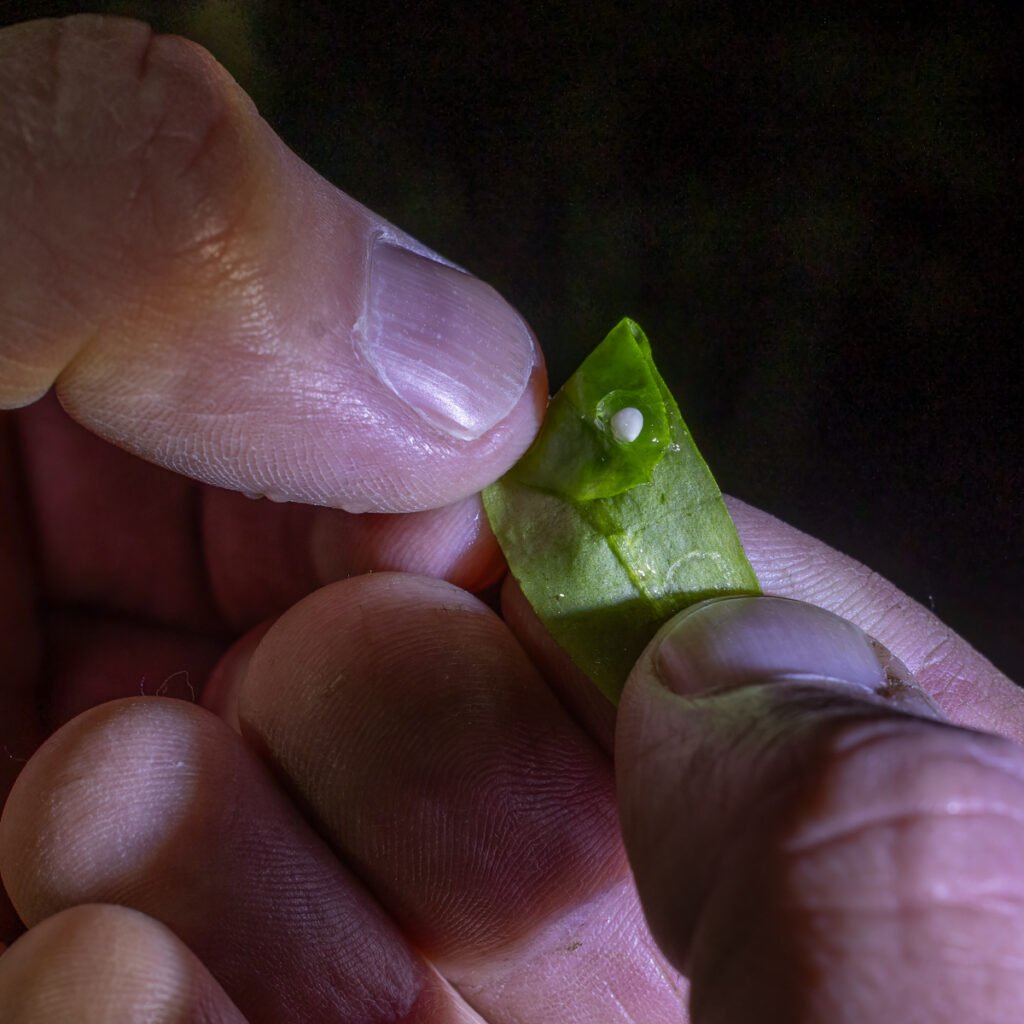 u3a l moss mar 26 great crested newt egg (1 of 1)