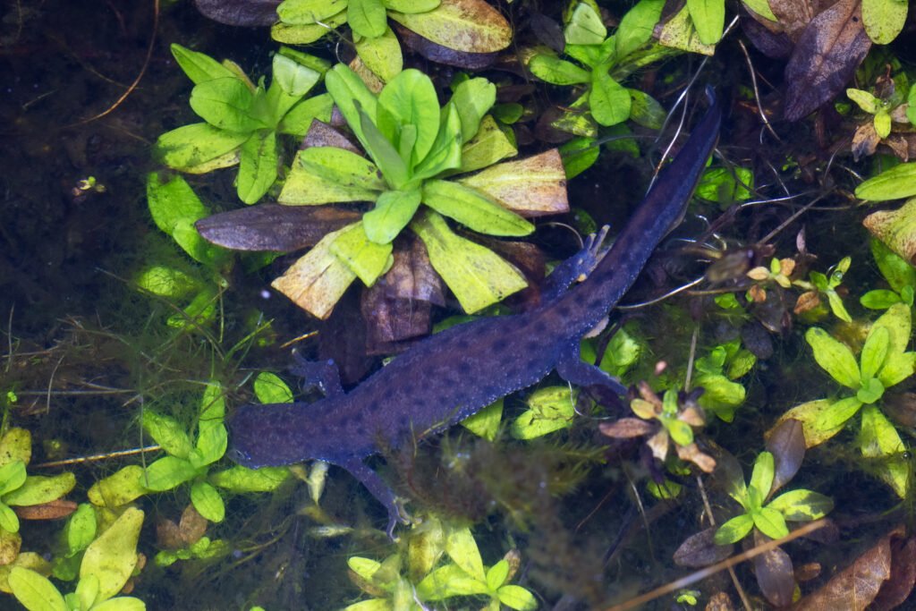 u3a l moss mar 26 great crested newt egg laying female (1 of 1)