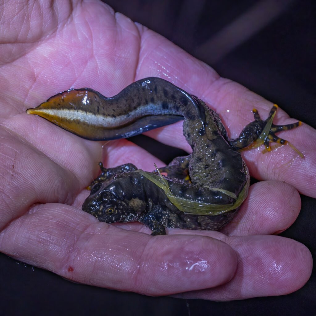 u3a l moss mar 26 great crested newt in hand (1 of 1)
