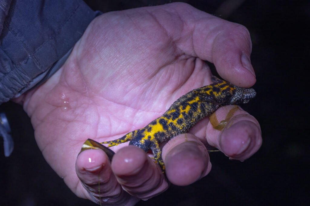 u3a l moss mar 26 great crested newt in hand underside (1 of 1)