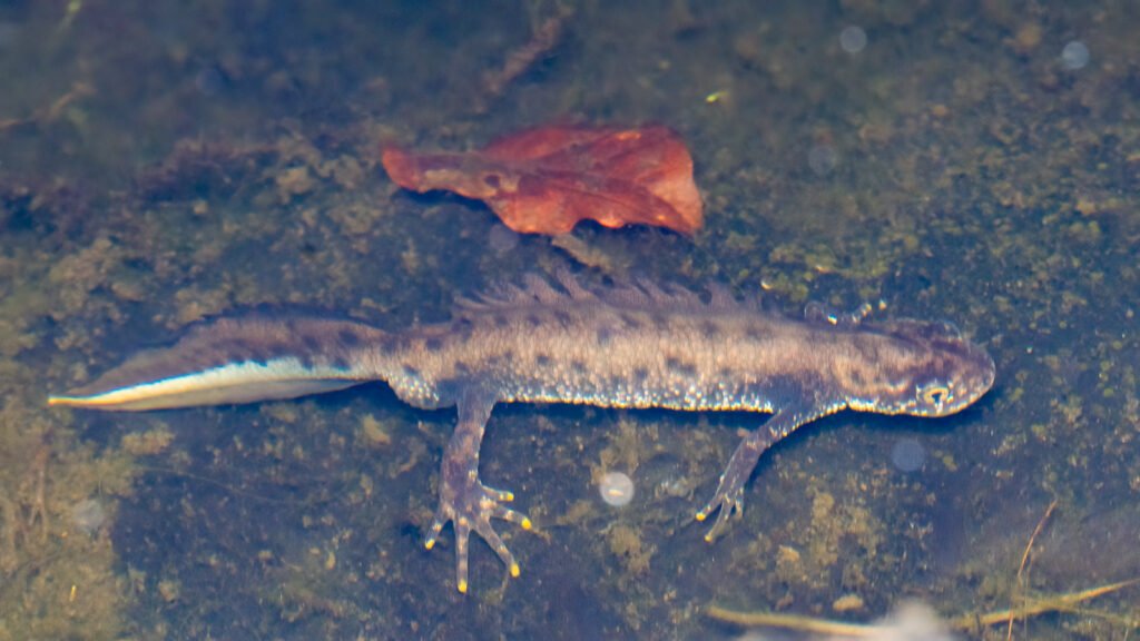 u3a l moss mar 26 great crested newt under water (1 of 1)