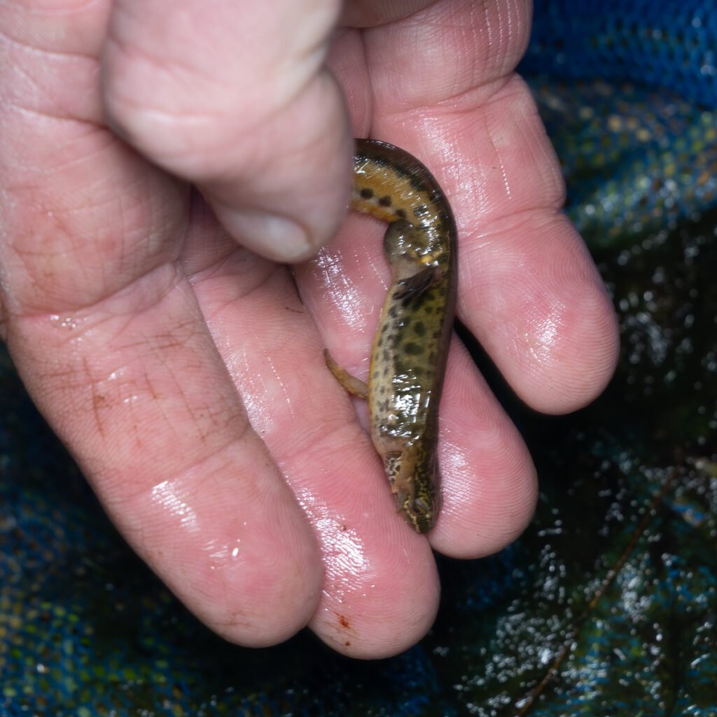 u3a l moss mar 26 palmate newt in the hand (1 of 2)