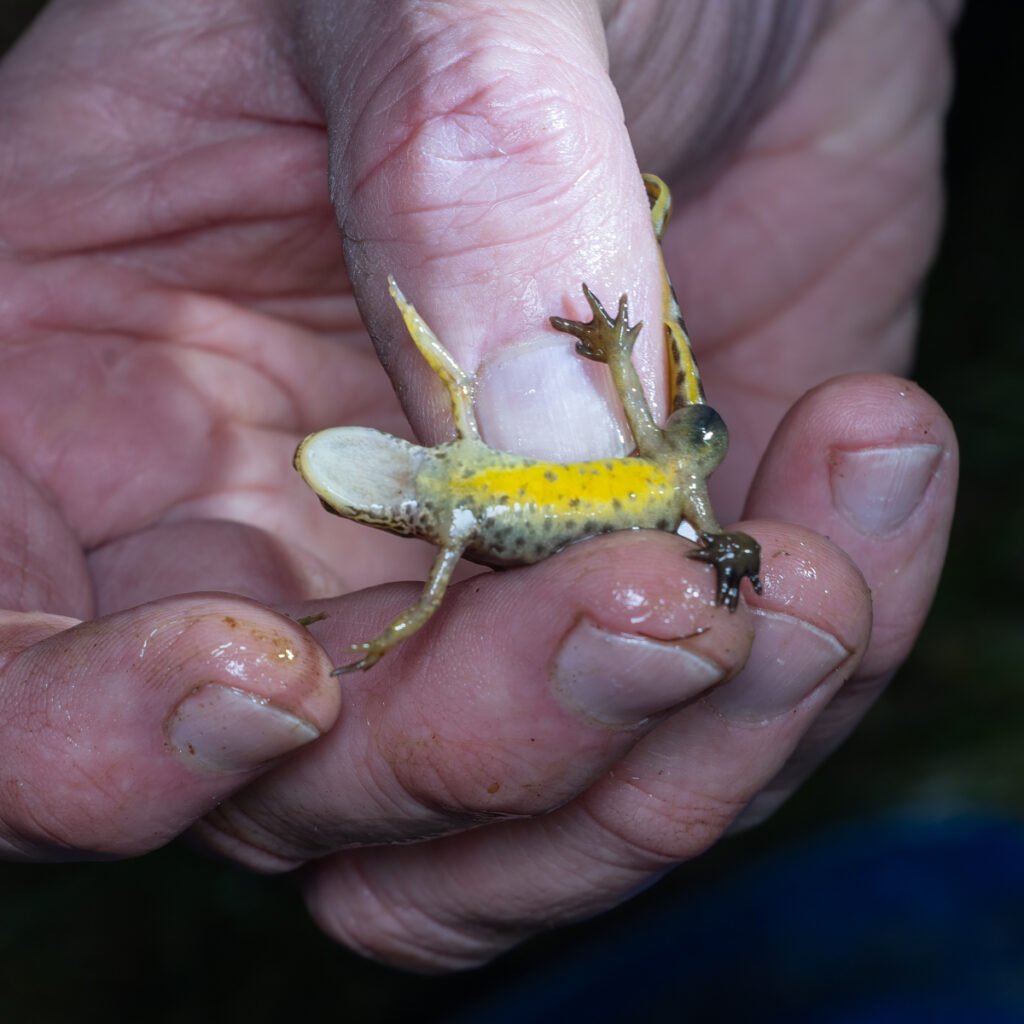 u3a l moss mar 26 palmate newt in the hand (2 of 2)