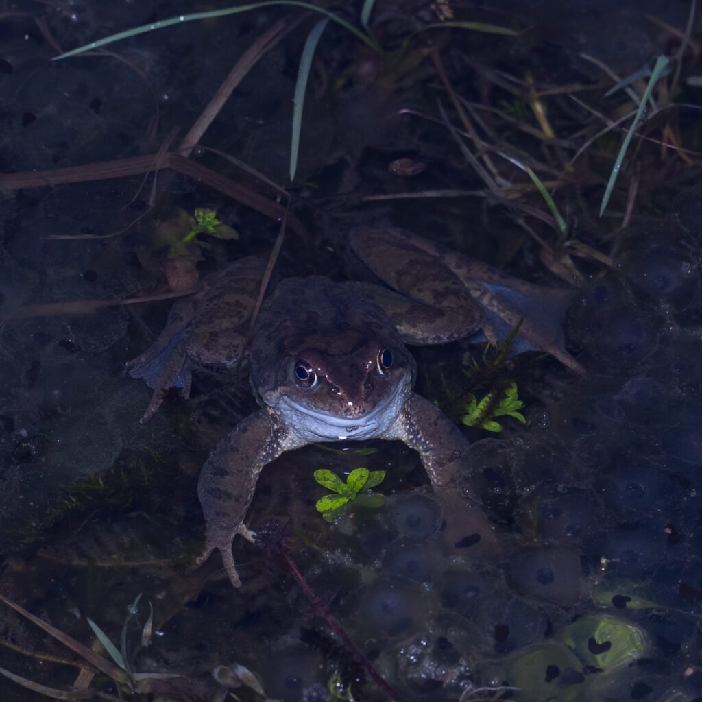u3a l moss mar 26common frog (1 of 1)